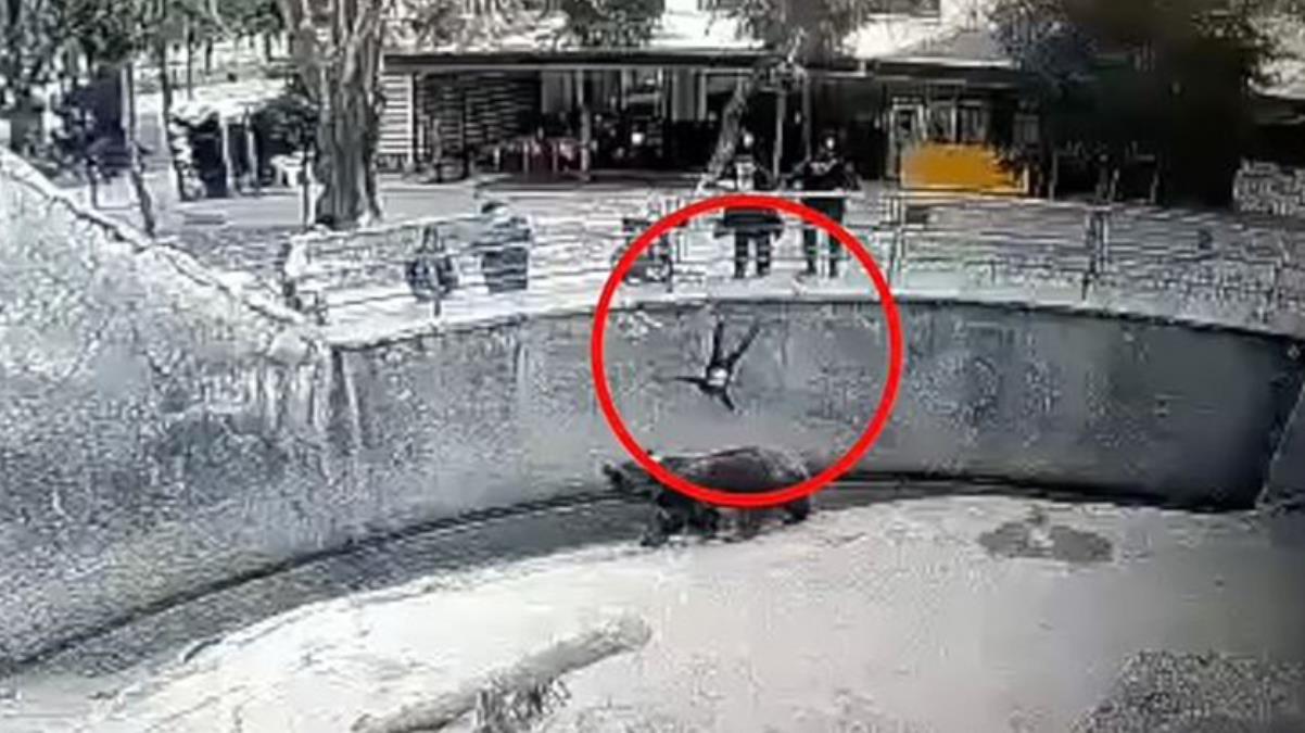 3 yaşındaki kızını, hayvanat bahçesindeki ayının önüne attı! Korku dolu anlar kamerada