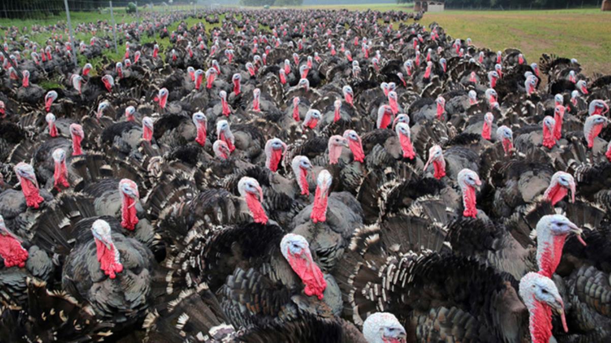 Almanya'da koronavirüsten sonra şimdi de kuş gribi paniği: 62 bin hindi ve ördek itlaf edilecek