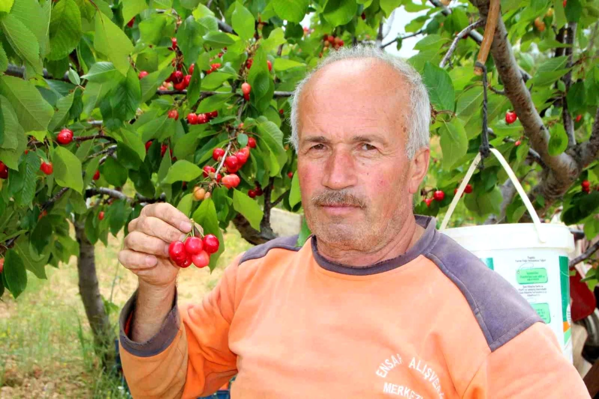 Bilecik'te ilk kiraz hasadı yapıldı