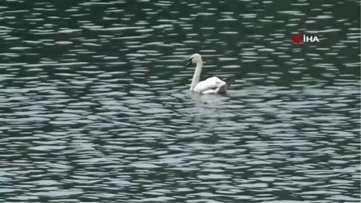 Bolu'da ilk kez Cygnus olor türü kuğu görüntülendi