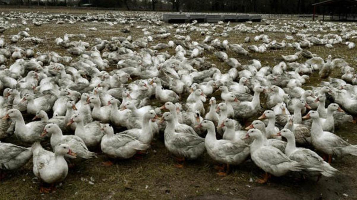 Fransa'da 2 milyona yakın ördek kuş gribi nedeniyle itlaf edildi
