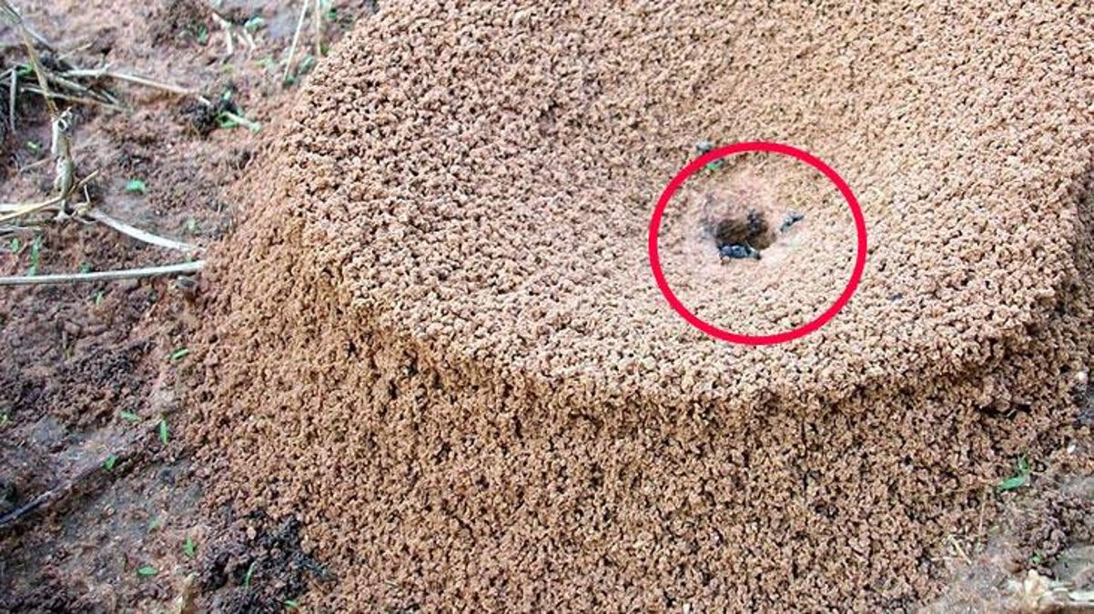 Karınca yuvasını inceleyen uzmanlar, dünyada daha önce kimsenin görmediği detayı keşfetti