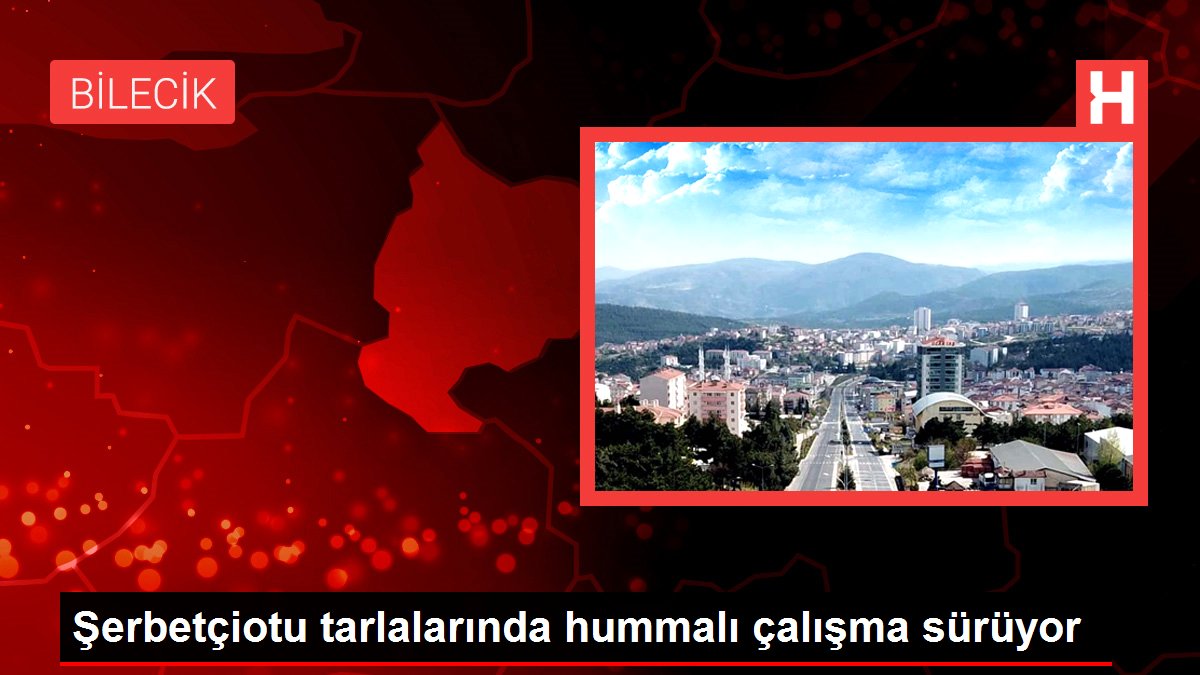 Şerbetçiotu tarlalarında hummalı çalışma sürüyor