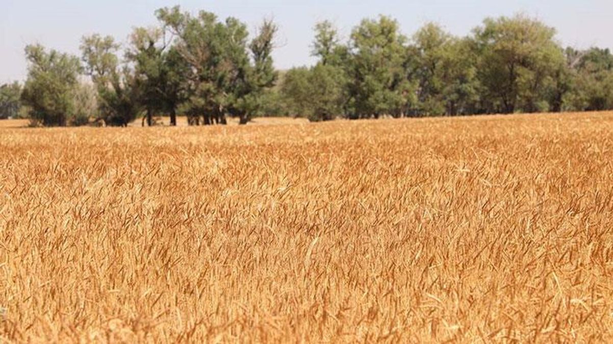 Tahıl krizinin çözülmesinin ardından buğday fiyatlarında sert düşüş
