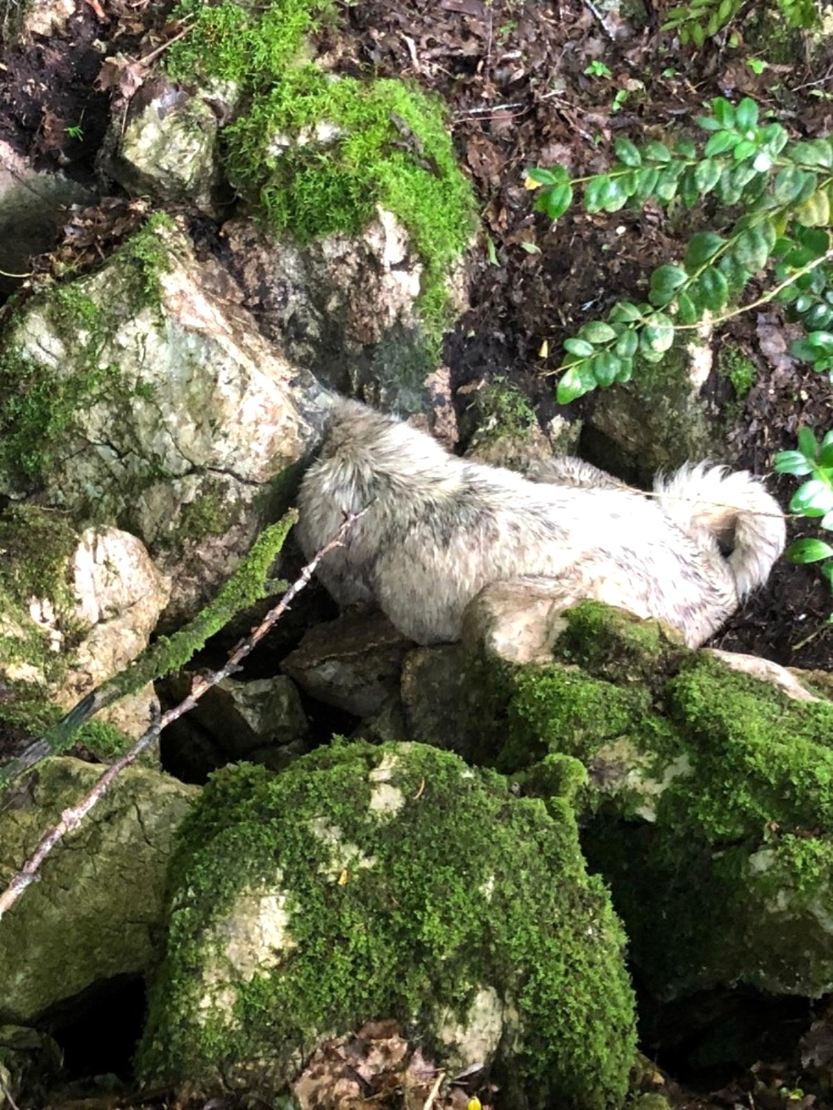 Yaylada kayalıklarda mahsur kalan köpeğin imdadına itfaiye yetişti