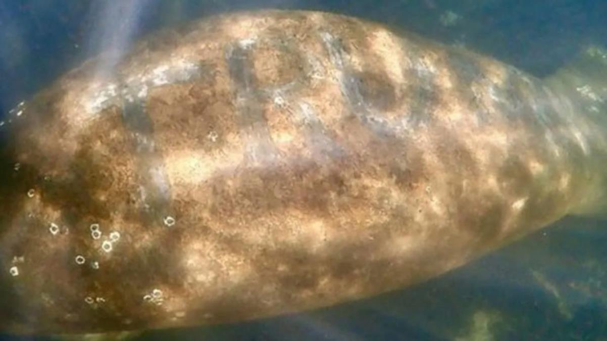 ABD, denizayısının üzerine 