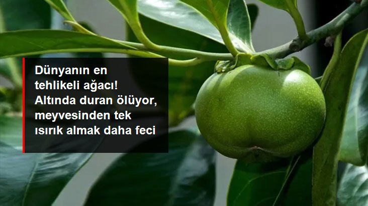 Dünyanın en tehlikeli ağacı! Altında duran ölüyor, meyvesinden tek ısırık alan acı içinde can veriyor