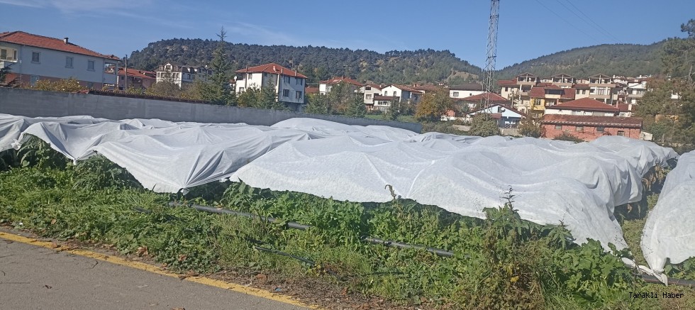 Enginar Üreticileri Don Tehlikesine Karşı Naylon Örtüyle Önlem Aldı