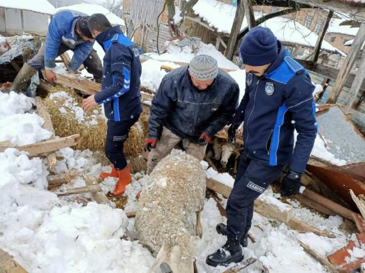 Kar nedeniyle damı çöken ahırda göçük altında kalan koyunları zabıta kurtardı