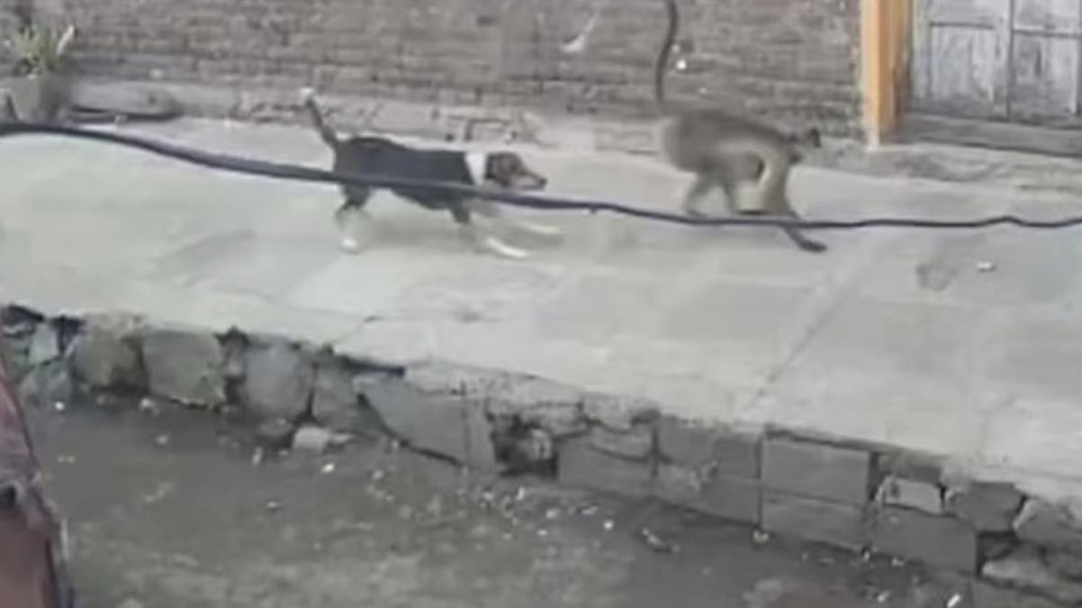 Köpekler yavrularını öldürmüştü, maymunlardan kanlı intikam baskını: 250 ölü