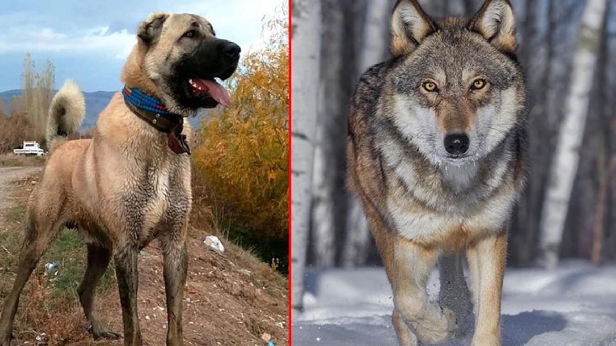 Kurtla kangalı çiftleştirdiler! İşte demir parmaklıkların arkasında bile tutulamayan yeni cins
