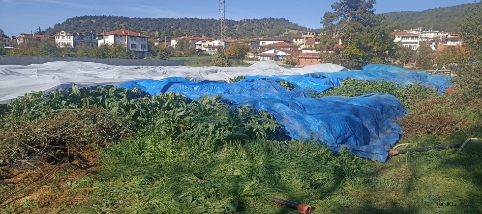Enginar Üreticileri Don Tehlikesine Karşı Naylon Örtüyle Önlem Aldı