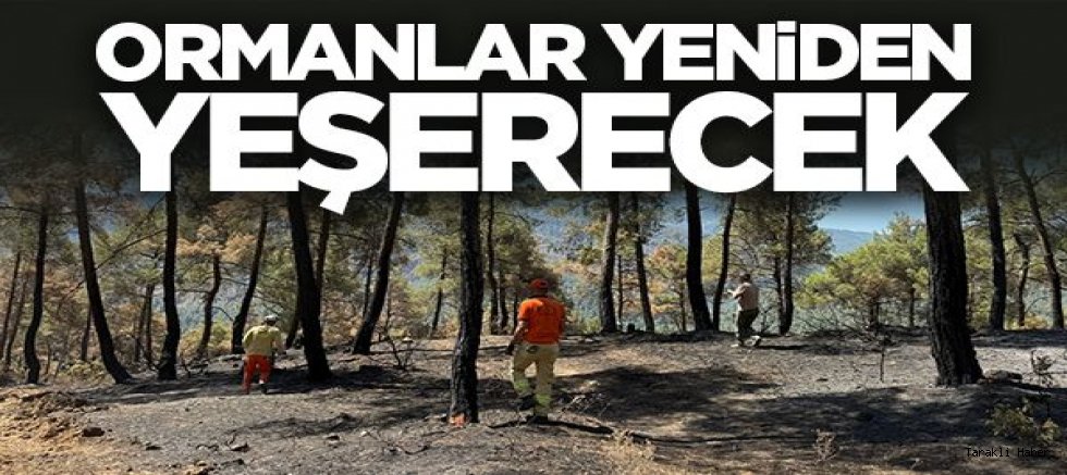 Ormanlar yeniden yeşerecek
