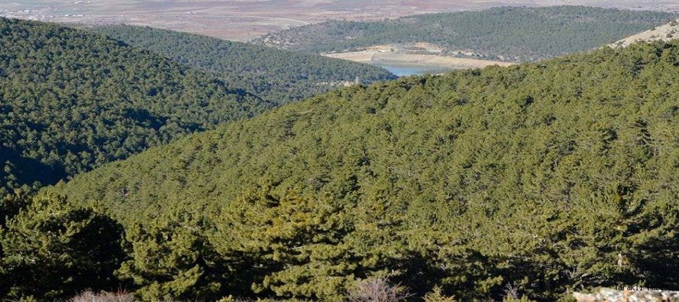 Ormanlık alanlara girişler ve yanıcı madde satışı yasaklandı
