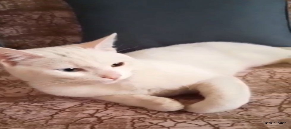 Pamuk isimli 11 Aylık Kedi Kayıp!