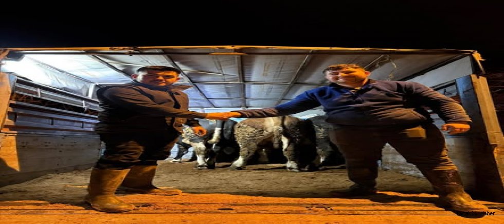 Taraklı’da Kurban Hareketliliği Başladı