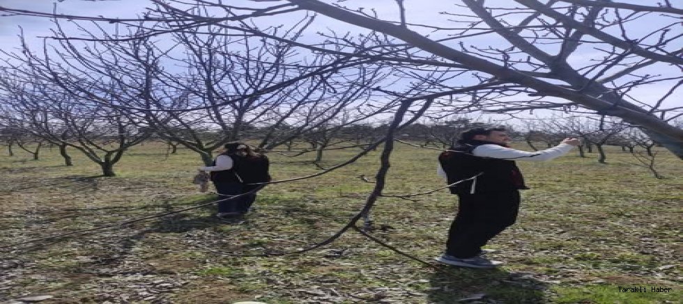 Taraklı’da Zirai Don Vurdu: Meyveler Yandı, Çiftçi Perişan!