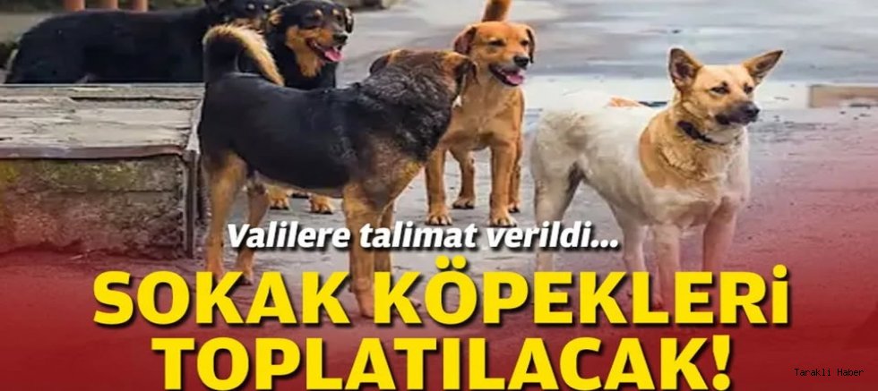 Valilere talimat verildi... Sokak köpekleri toplatılacak!