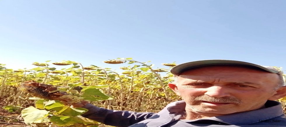 Yaban Domuzları Ayçiçek Tarlasına Zarar Verdi