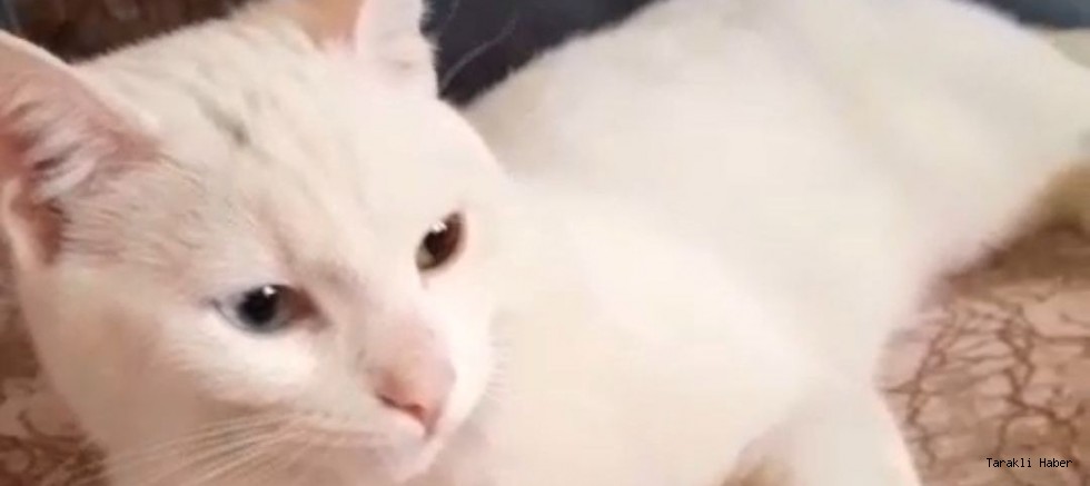 Pamuk isimli 11 Aylık Kedi Kayıp!