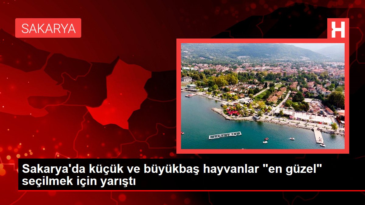 Sakarya'da küçük ve büyükbaş hayvanlar 