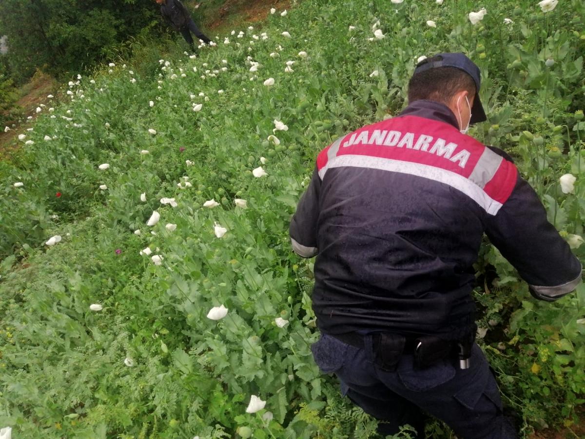 Sakarya'da yasadışı ekilen 6 bin 785 kök haşhaş ele geçirildi