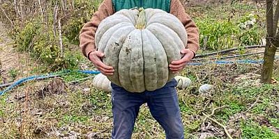 45 kilo Ağırlığındaki Kabak
