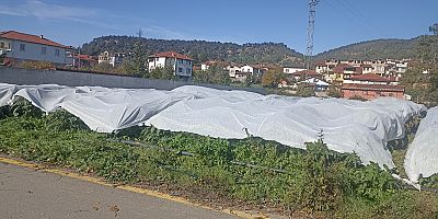 Enginar Üreticileri Don Tehlikesine Karşı Naylon Örtüyle Önlem Aldı