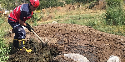 Eşek Gübre Çukuruna Düştü