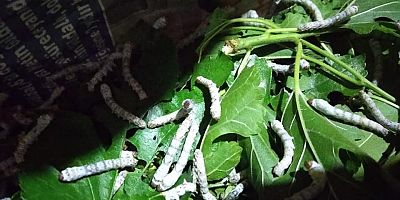 İpek Böceği Yetiştiriyor