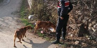 Jandarma Sokak Hayvanlarına yiyecek bıraktı