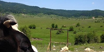 Merada Otlatma Sezonu Başladı.
