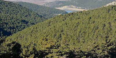 Ormanlık alanlara girişler ve yanıcı madde satışı yasaklandı