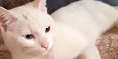 Pamuk isimli 11 Aylık Kedi Kayıp!