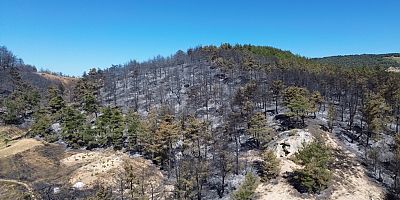 Sakarya’daki orman yangınına 700 personel, 200 araç ve 11 helikopter müdahale ediyor