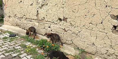 Sokak Hayvanlarına Hergün Yemek