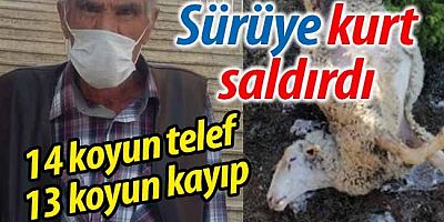 Sürüye kurt saldırdı: 14 koyun telef, 13 koyun kayıp