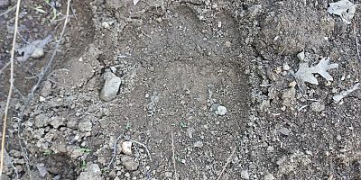 Taraklı’da Ayı Ceviz Bahçesine Girdi, Ağaçlara Zarar Verdi