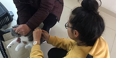Taraklı'da Kedi ve Köpekler Aşılandı.