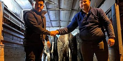 Taraklı’da Kurban Hareketliliği Başladı