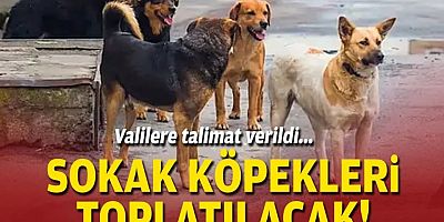 Valilere talimat verildi... Sokak köpekleri toplatılacak!