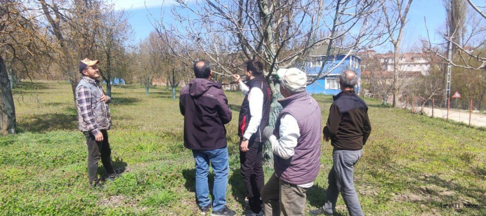 Taraklı’da Zirai Don Vurdu: Meyveler Yandı, Çiftçi Perişan!