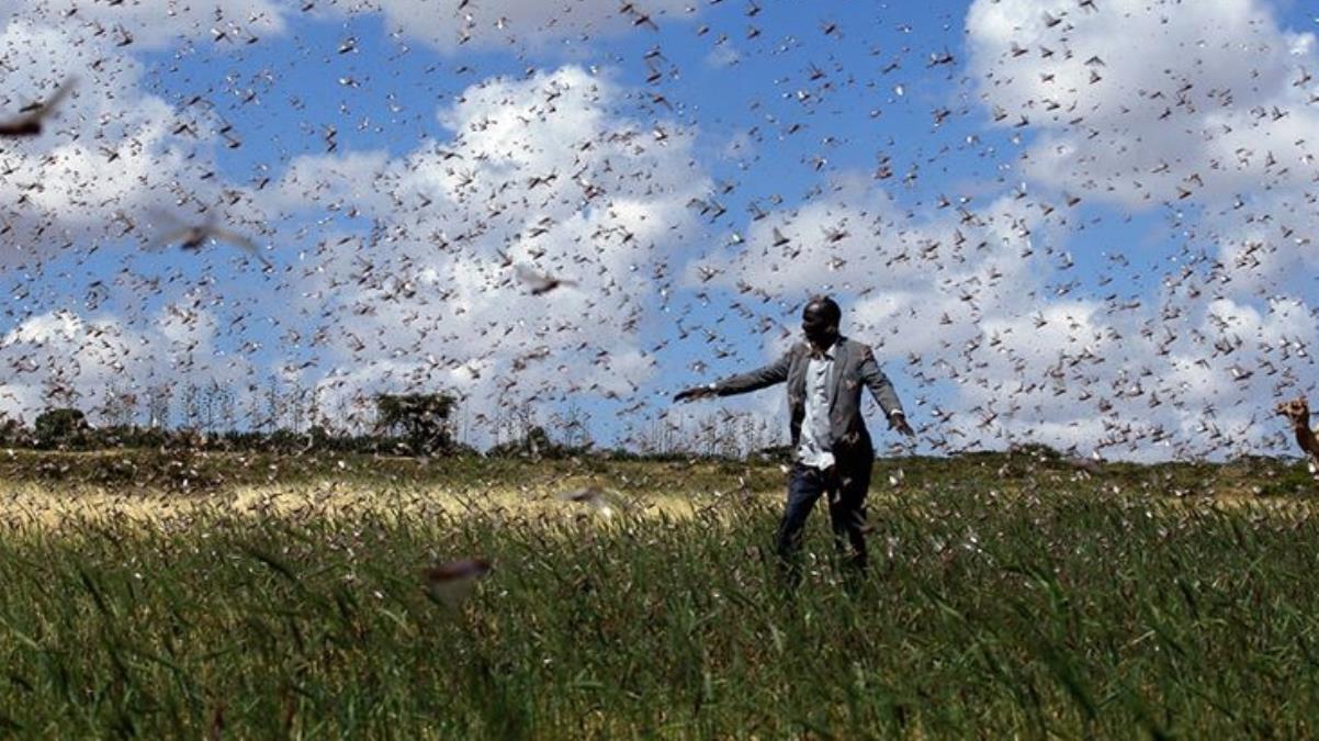 Tehdit büyüyor! Çekirgeler bu kez Kenya'nın 15 ilçesini istila etti